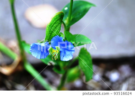 Flower season ends Oboushibana (large hat flower) Flower season ends Oboushibana (large hat flower) 93516024