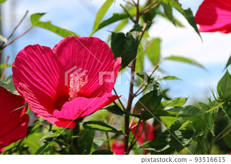 Maple tree (autumn leaves) that shines in the summer blue sky 93516615