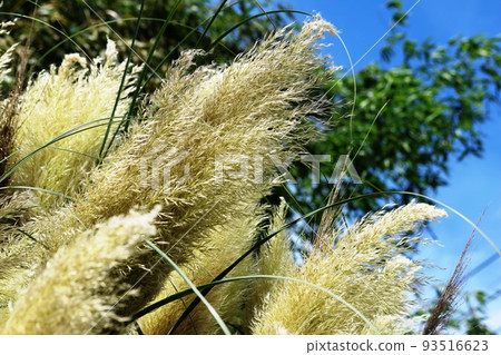 large spike pampas grass 93516623