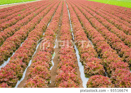 Lettuce field [Seuma, Shiojiri City] 93516674