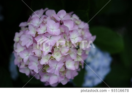 hydrangea   93516678