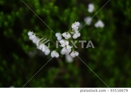 Lily of the valley 93516679