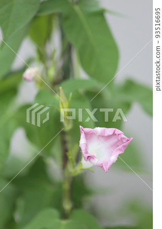 Cultivation of morning glory 93516695