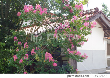 View of crape myrtle flowers at Onan Town House 93517638
