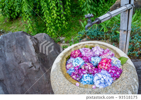 Tsu City, Mie Prefecture, Kazahaya no Sato's Round Hydrangea Flower Purification Tsu City, Mie Prefecture, Kazahaya no Sato's Round Hydrangea Flower Purification 93518175