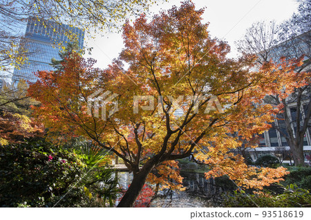 Skyscrapers wrapped in autumn leaves, Kiyomizudani Park, autumn leaves, Kioicho, Chiyoda-ku, Tokyo Skyscrapers wrapped in autumn leaves, Kiyomizudani Park, autumn leaves, Kioicho, Chiyoda-ku, Tokyo 93518619