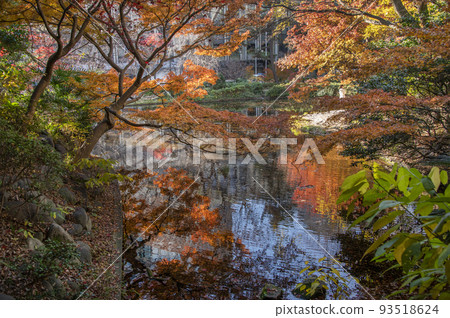 Autumn leaves reflected in autumn leaves Shimizudani Park Autumn leaves Kioi-cho, Chiyoda-ku, Tokyo Autumn leaves reflected in autumn leaves Shimizudani Park Autumn leaves Kioi-cho, Chiyoda-ku, Tokyo 93518624