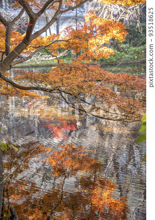 秋葉映照秋葉 清水穀公園 秋葉 東京千代田區紀井町 秋葉映照秋葉 清水穀公園 秋葉 東京千代田區紀井町 93518625