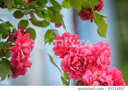 weaving beautiful red rose, close-up weaving beautiful red rose, close-up 93518897