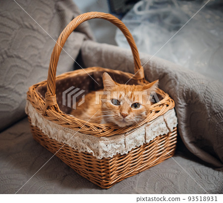 red fluffy cat sits in a basket red fluffy cat sits in a basket 93518931