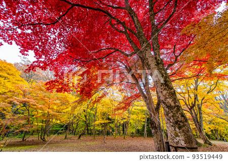 Mt. Nakano Momiji in Kuroishi City, Aomori Prefecture ~Viewing maple trees dyed in yellow leaves~ Mt. Nakano Momiji in Kuroishi City, Aomori Prefecture ~Viewing maple trees dyed in yellow leaves~ 93519449