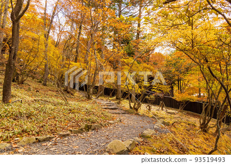 日本主要旅遊目的地之一奧日光的秋天，英國大使館別墅紀念公園有秋葉 93519493