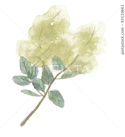 Cogmanoki 北極熊樹 Cogmanoki 北極熊樹 93519661