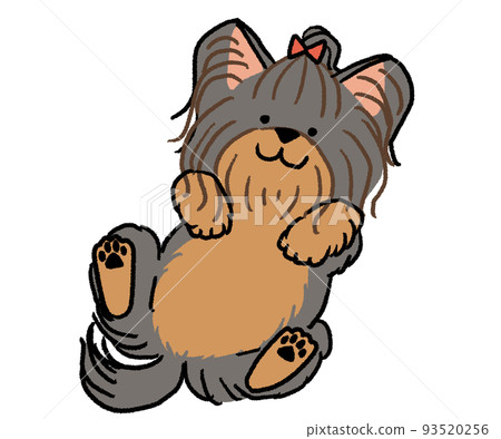 black yorkshire terrier lying on his back 93520256