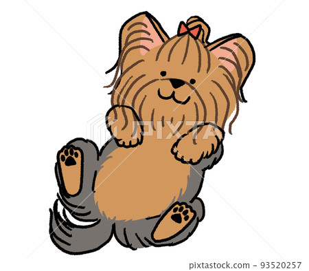 Yorkshire Terrier lying on his back 93520257