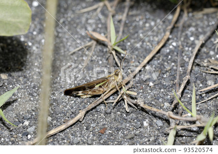 Porcupine grasshopper 93520574