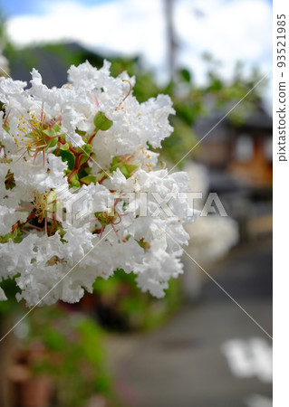 White crape myon White crape myon 93521985