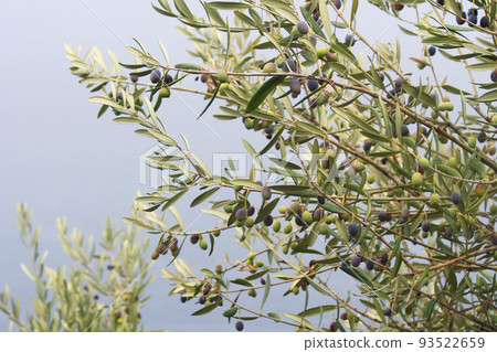 橄欖樹與果實的照片 93522659