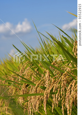 Copy space of Mizukagami and blue sky in harvest season Copy space of Mizukagami and blue sky in harvest season 93522915