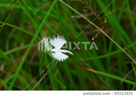 岡山縣總社市比護池濕地的代表花鷺花1 93523935