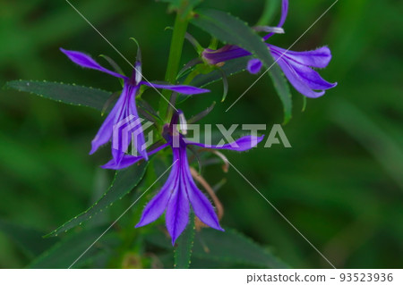 岡山縣肥後池濕地 1 總社市的澤木峽盛開的花朵 93523936