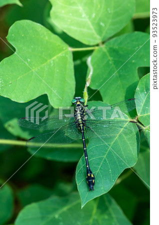 Long-tailed female resting her wings on the grass 93523973