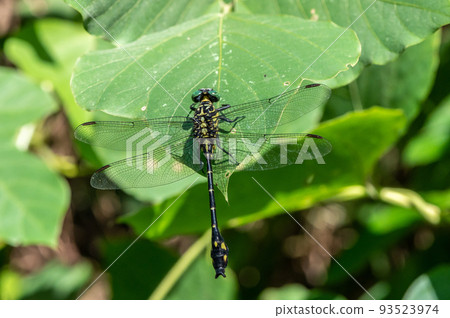 Long-tailed female resting her wings on the grass Long-tailed female resting her wings on the grass 93523974