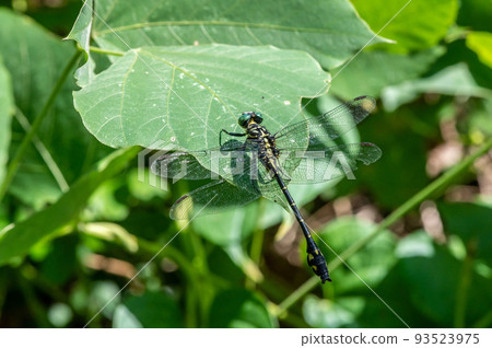 A female thrush resting her wings on a leaf A female thrush resting her wings on a leaf 93523975