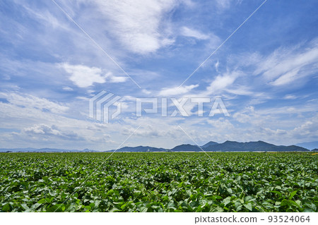 A soybean field in summer on Onaka reclaimed land A soybean field in summer on Onaka reclaimed land 93524064