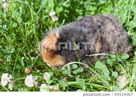 brown guinea pig on the green grass on a summer day brown guinea pig on the green grass on a summer day 93524367