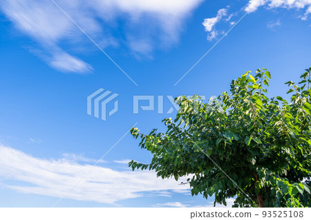 mulberry tree in summer mulberry tree in summer 93525108