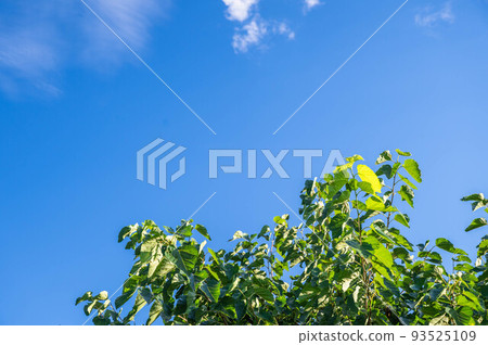 夏天的桑樹 夏天的桑樹 93525109