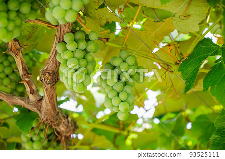 Autumn taste Shine Muscat 93525111