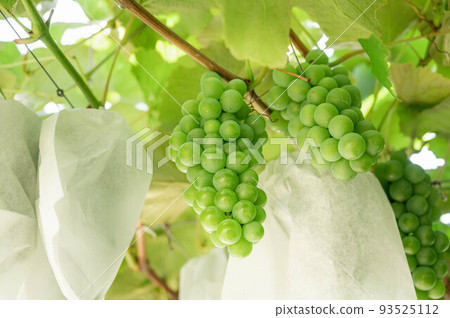 Autumn taste Shine Muscat 93525112