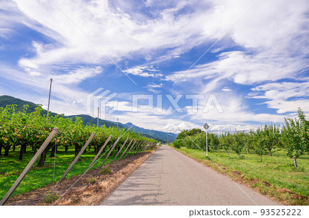 安曇野梨花路 93525222