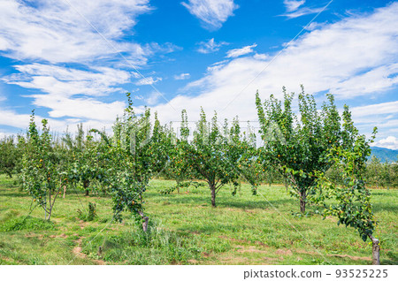 藍天與梨園 安曇野市 93525225