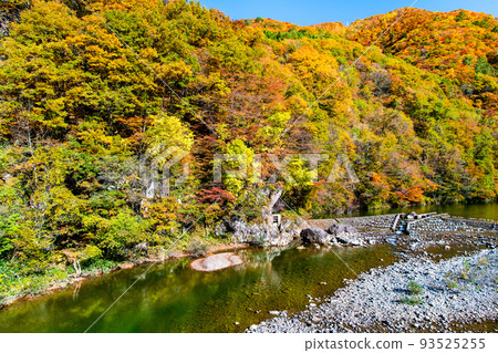 Semboku City, Akita Prefecture Dakigaeri Valley dyed in autumn leaves 93525255