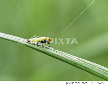 Tsunagogyo Oshoko 93525280