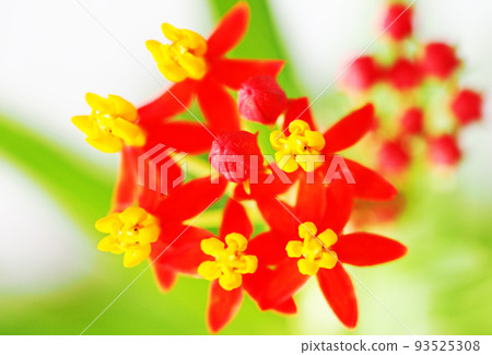 花核心 93525308