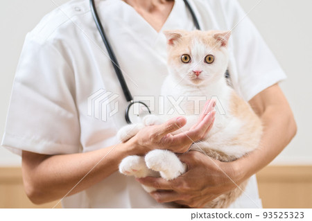Asian veterinarian holding a kitten Asian veterinarian holding a kitten 93525323