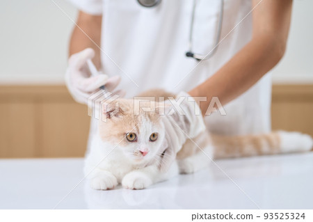 Asian veterinarian giving an injection to a kitten 93525324