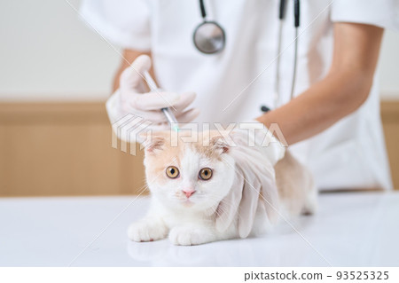 亞洲獸醫給小貓打針 93525325