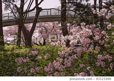 大阪府豐中市，櫻花和新魔芋橋風景的天治川 93525990