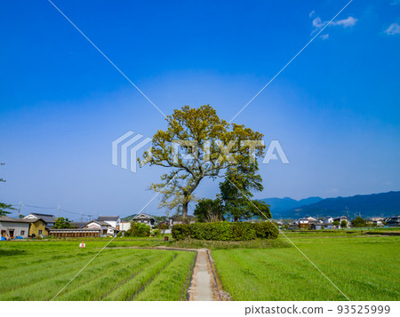 【特別史蹟】元藥師寺遺址世界遺產暫定名錄“飛鳥藤原皇都及相關資產”奈良縣橿原市 93525999