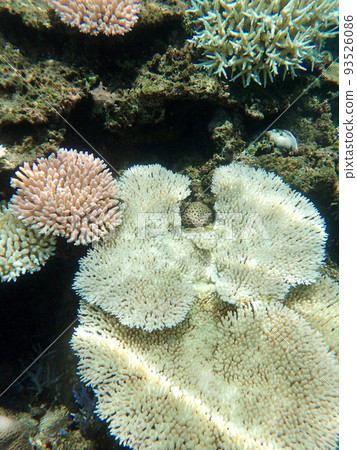 bleached table coral bleached table coral 93526086