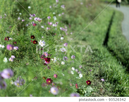 Cosmos blooming along the path Cosmos blooming along the path 93526342