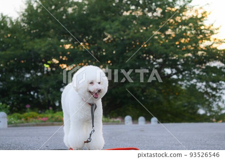 smiling white dog smiling white dog 93526546
