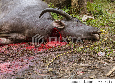 Java, Indonesia, June 13, 2022 - Water buffalos are sacraficed at Toraja funerals. This bull was 93526713