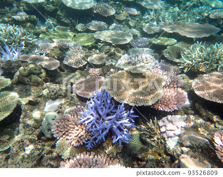 Bleaching in progress - pastel coral reefs 93526809