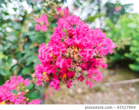 縐紗花 93527004
